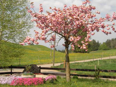 Bild 10 aus  Ferienwohnung Landhaus Waltner