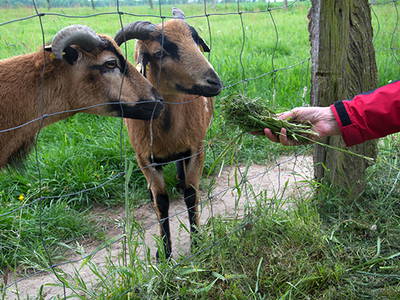 Bild 9 aus  Bauernhof Wehrhoff