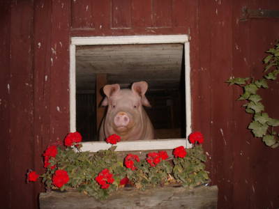 Bild 17 aus  Vogtlandhof Hohe Reuth