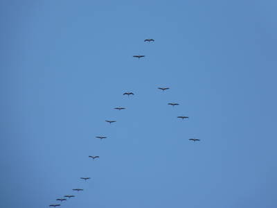 Bild 54 aus  Leverenzhof