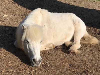 Bild 15 aus  Görgenhof - Gnadenhof für Bauernhoftiere