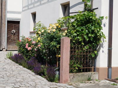 Rosenmeer am Ickelhaus 1