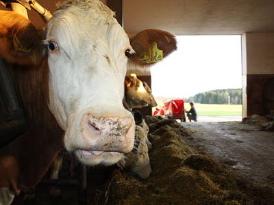 Bild 27 aus  Marksteinhof