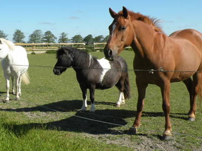 Bild 35 aus  Hof Sassen