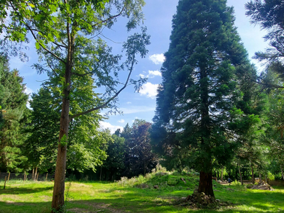 Bild 10 aus  Naturerlebnishof Vulkaneifel