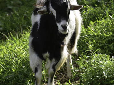 Bild 16 aus  Bachmannhof