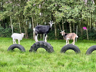 Bild 38 aus  Ponyhof Goldenstein