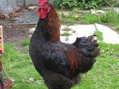 Bild 17 aus  Kantorhof