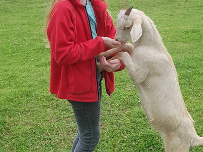 Bild 17 aus  Pension-Landhaus "Zum Ross"