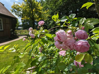 Bild 18 aus  Leverenzhof