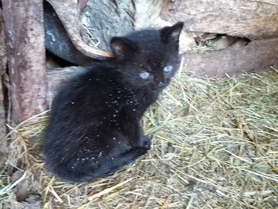 Bild 39 aus  Raffreiderhof