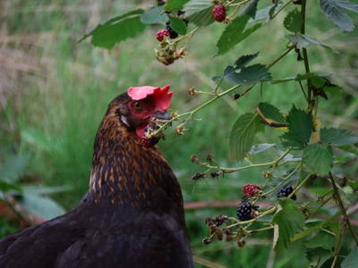 Bild 25 aus  Ferienhof Höffler/im Sternenpark Westhavelland