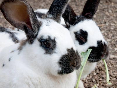Bild 18 aus  Mayerhof- der Ferienbauernhof mit dem Pool, den Pferden u. d. tollen Spielplatz