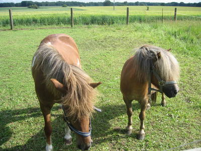 Bild 12 aus  Ferienhof Süllwold