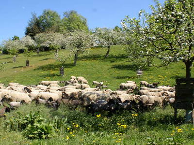 Bild 10 aus  Behringhof am Gamengrund