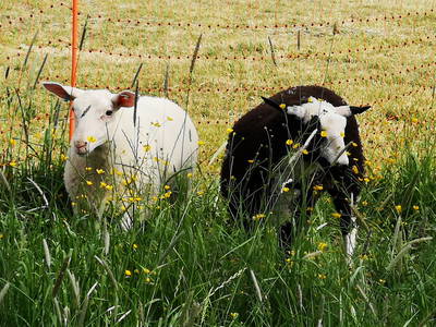 Bild 41 aus  Auf'm Reifnhof: Ihr Kreativhof am Simssee im Chiemgau