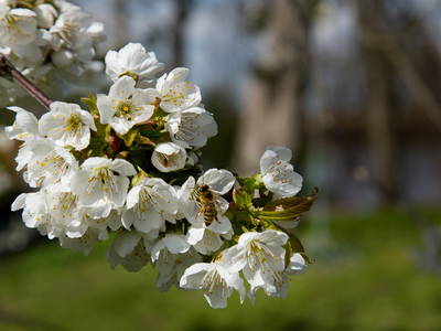 Bild 15 aus  Gutshof Langensee