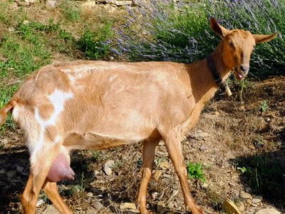 Bild 17 aus  Agriturismo Il Roccolo