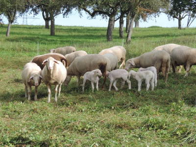 Bild 8 aus  Hofgut Unterbach