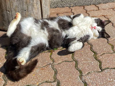 Bild 45 aus  Martenhof