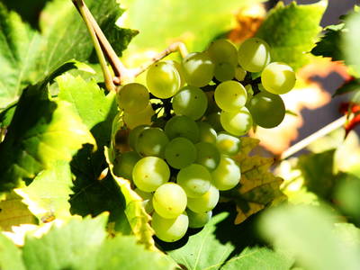 Bild 31 aus  Forsthof Niendorf