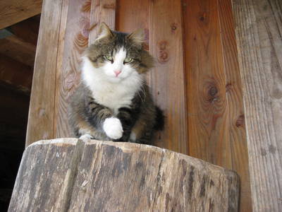 Bild 13 aus  Vorderhof