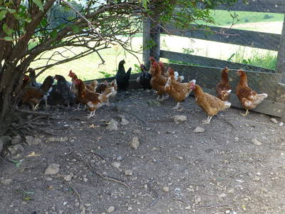 Bild 16 aus  Bruggerhof