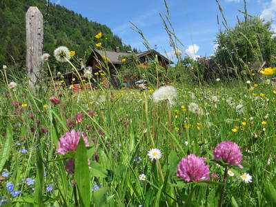 Bild 10 aus  Landhaus Alt mit  Bauernhof* Gesundes Wohnen In Freier Natur* Tolle-Angebote *Bergbahn Unlimited*