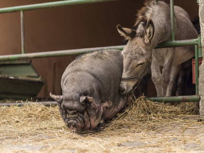 Bild 3 aus  Gast auf dem Bauernhof