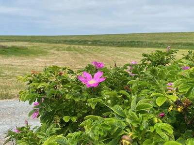 Bild 32 aus  Sömmerhus
