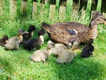 Bild 11 aus  Ferienhof Wilfert