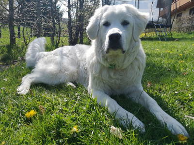 Hofhund Timmy *2018-2020