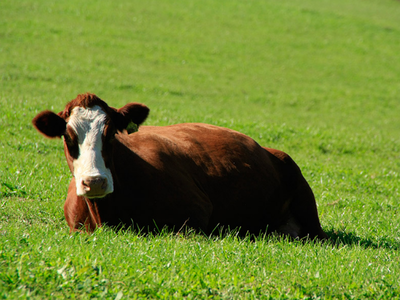 Bild 13 aus  Hanselehof