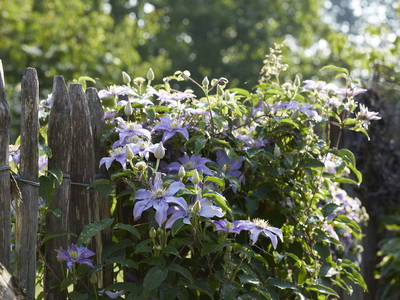 Bild 25 aus  Sande 7