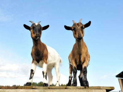 Bild 18 aus  Ferienhof Bauer