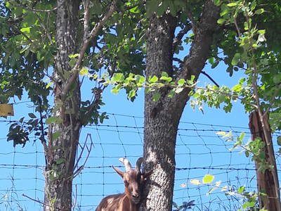 Bärli unser Verwöhnter
