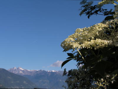Die Blüten von unserem Holunderstrauch verarbeiten wir zu leckerem Sirup.
