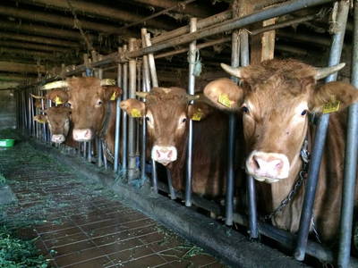 Bild 11 aus  Martiburhof - Ferien auf dem Bauernhof