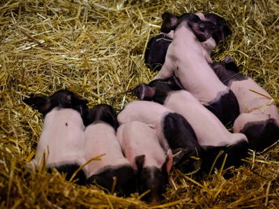 Bild 14 aus  BiolandHof Röttenbacher