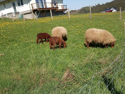 Bild 7 aus  Ferienhaus im Auel