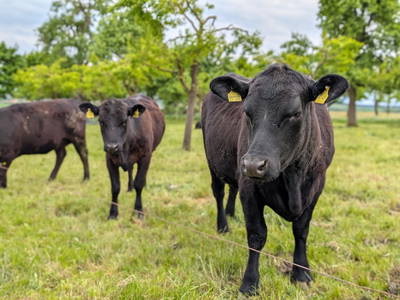 Bild 12 aus  Ferienbauernhof Gerig