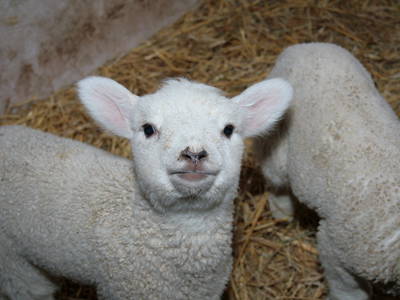 Süße Handlämmer im Februar werden mit der Flasche großgezogen