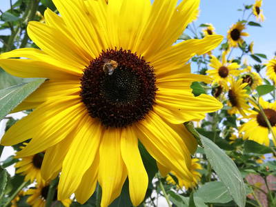 Bild 38 aus  Steigerwaldhof Krafft