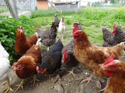 Bild 25 aus  Haus Sonnenschein