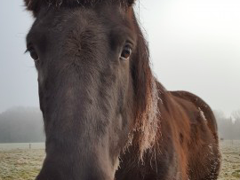 Bild 14 aus  Ferienwohnungen Strobel Eichstegen