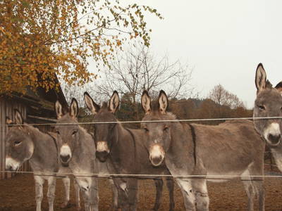 Bild 16 aus  Backhaus Grüntal
