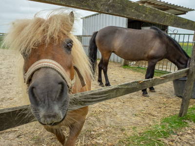 Bild 19 aus  Adrianenhof