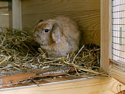 Bild 21 aus  Hollweck's Landoase