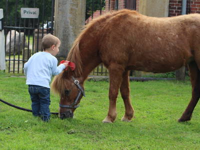 Unser Pony wird fleißig geputzt