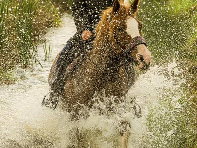 Gaudi im Wassergraben